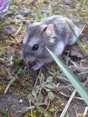 Un petit hamster dans un jardin avec une fourrure brune et gris pâle