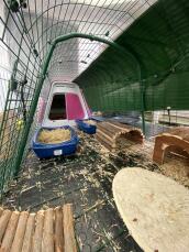 à l'intérieur d'un enclos à lapins relié à un clapier à lapins, avec des panneaux grillagés au sol