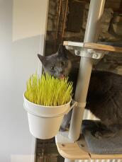Smooky adore avoir son herbe à chat dans son arbre omlet ????