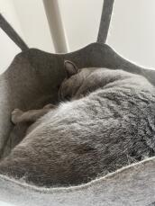 Un chat gris dormant tranquillement dans le hamac de son arbre à chat d'intérieur