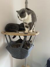 Trois chats partageant l'étagère de leur arbre à chat d'intérieur