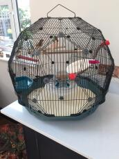 Mes oiseaux adorent leur nouvelle maison 