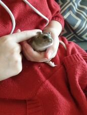 Hamster dans la main