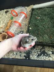 En tenant mon hamster.