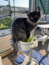 Pot d'herbe à chat