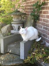 Un chat blanc dans un jardin, debout sur une pierre