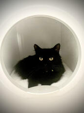 Un chat noir qui se repose dans sa petite maison