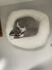 Un chat gris dormant paisiblement dans son lit blanc en forme de beignet