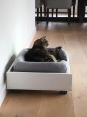 Chat couché sur Maya canapé pour chat