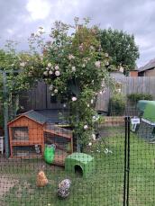 Une clôture à poules autour d'un jardin entier