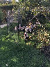 Quelques poulets errant à l'intérieur de leur clôture à poulets