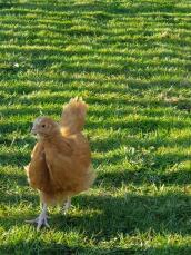 Buff Orpington Chick en liberté