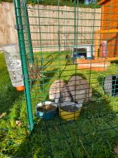 Deux lapins en train de dîner dans leur enclos