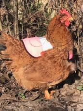 Un poulet portant un gilet de haute visibilité rose