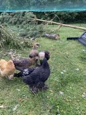 Un troupeau de poules appréciant le jouet à picorer Omlet.