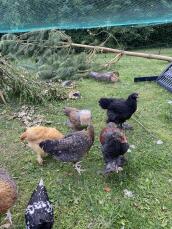 Un troupeau de poules appréciant le jouet à picorer Omlet.