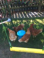 Des poulets devant leur balançoire à poulets jaune