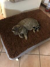 Chat couché sur Omlet Topology lit pour chien avec surmatelas en microfibre