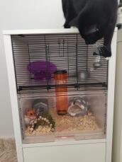 Chutney adore sa nouvelle cage (à l'épreuve des chats !)