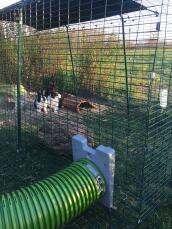 Lapins dans Omlet Zippi parc à lapins avec Omlet Zippi tunnel attaché