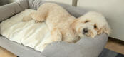 Chien blanc qui dort sur un lit pour chien Bolster en mousse à mémoire de forme et tapis rafraîchissant pour chien.