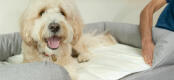 Intégrez le tapis à un lit Bolster Omlet en le plaçant sous les coussins pour offrir une sieste de luxe à votre chien.