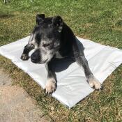 Chien couché sur Omlet tapis de refroidissement pour chien