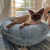 Cho cho dans son magnifique lit bleu Maya donut bed