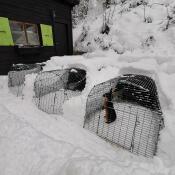 Clapier igloo