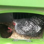 Poulets à l'intérieur du vert Eglu Cube grand poulailler