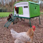 Des poulets heureux