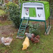Trois poulets à l'extérieur d'un grand poulailler vert Cube 