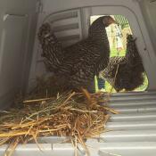 Deux poulets bruns et blancs à l'intérieur d'un poulailler Go up