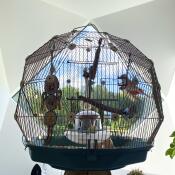 Le Omlet Geo cage à oiseaux à l'intérieur d'une superbe maison de designer.
