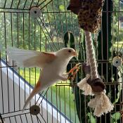 Un perchoir pour oiseaux à l'intérieur de la cage à oiseaux Omlet Geo .