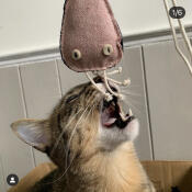 Un chat jouant avec un jouet rempli d'herbe à chat