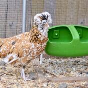 Faune (padovana ciuffata) avec sa Gourde Eglu Cube
