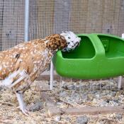 Faune (padovana ciuffata) avec sa Gourde Eglu Cube