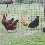 Poulets avec Omlet clôture pour poulets