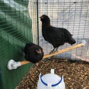 Deux poulets assis sur le perchoir universel Omlet 