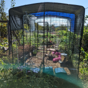 Clapier pour cochon d'inde + parcours 6x9 dans notre jardin. 