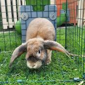 Betty apprécie ses nouveaux tunnels et sa nouvelle piste.