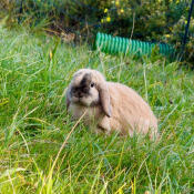 Bobby avant Zippi:)