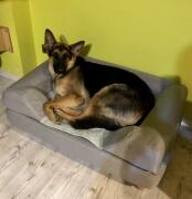 Un grand chien couché sur son lit gris