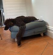 Un grand chien noir couché dans son grand lit à traversin vert