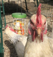 Une photo en gros plan d'un poulet avec un jouet à picorer en arrière-plan.