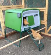 Deux poulets qui entrent dans un poulailler Omlet.