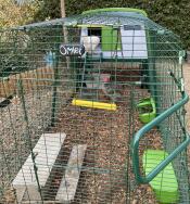 Nos poules sont heureuses dans leur nouveau poulailler Eglu Cube