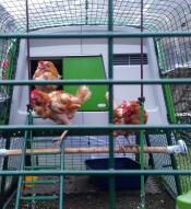 Trois poules de sauvetage heureuses de leur nouvelle maison.