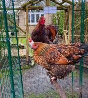 Nos poulets adorent le perchoir dans leur poulailler. 